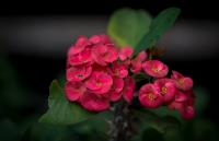 Little Red Flowers�